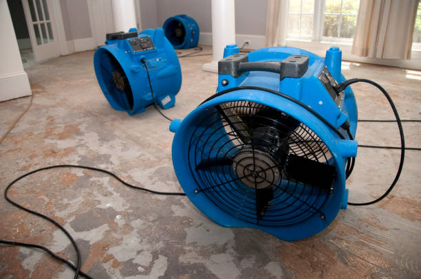 Best Professional water damage repair  in Whetstone, AZ